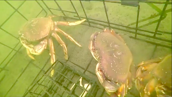 Crab fishing camera using Underwater WiFi cable